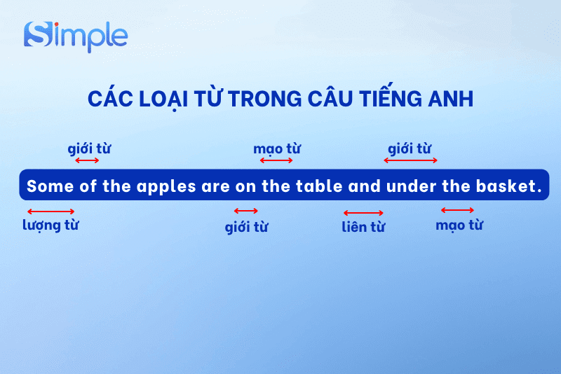 Ngữ pháp tiếng Anh cơ bản về loại từ: lượng từ, giới từ, mạo từ và liên từ trong câu